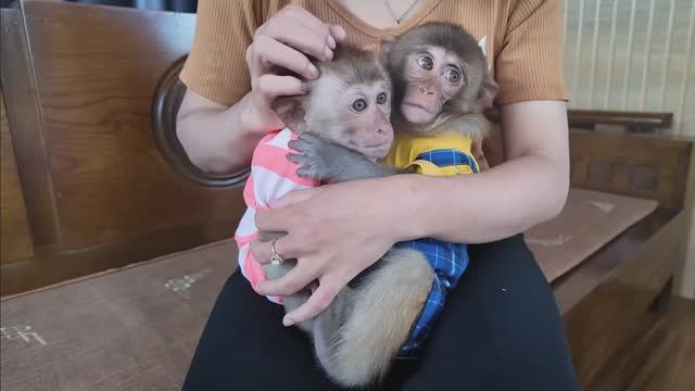 Обезьянки 2 лапуси купает мама Спят на папе Все едят за столом ВЕСЕЛАЯ СЕМЕЙКА