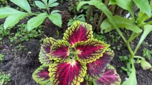 Колеусы у меня на даче. Обзор 18 июня