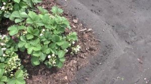 Под ягоды клубники подкладываю хвою