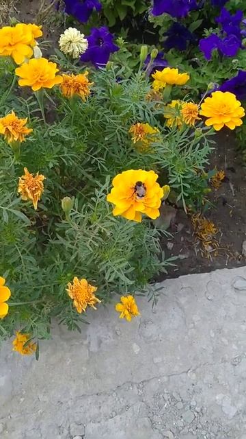 Шмель красавчик смотреть онлайн