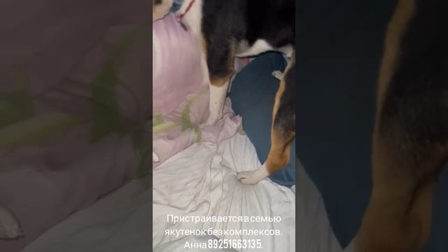 19-06-2025 Киара, якутенок пристраиввется в семью