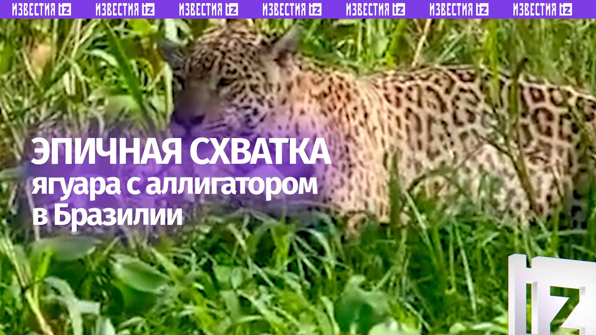 Как в National Geographic: эпичная схватка ягуара и аллигатора в Бразилии. Видео случайного туриста