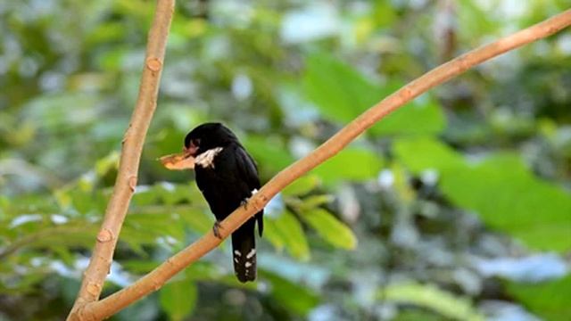 Звуки природы для отдыха и концентрации Часть 2