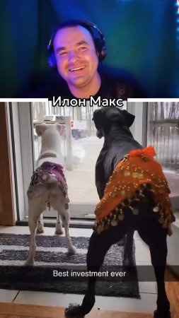 Арабские восточные танцы собак.😄