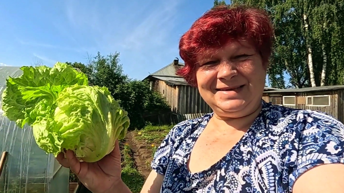 Отличный урожай салата Айсберг!! Сроки повторного посева салата!!