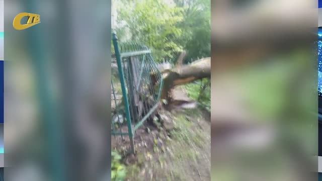 УПАВШЕЕ ВО ВРЕМЯ УРАГАНА 6 ИЮНЯ ДЕРЕВО ПОВРЕДИЛО НЕСКОЛЬКО МОГИЛ НА КЛАДБИЩЕ В 10-М МИКРОРАЙОНЕ