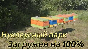 Обычная рутина матковода!!!! #пчеловодство, #матководство #пчелы