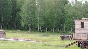 Волчицу с детенышами заметили в Башкортостане