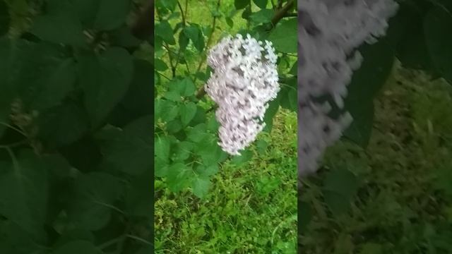 The road of FLOWERS-the Life of a BEE ,жизнь ПЧЕЛЫ -дорога цветов