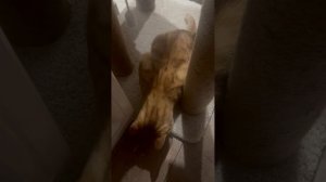 Идеальная игрушка для кота 🥢