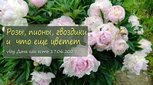Розы, пионы, гвоздики и  что еще цветет. Домашние растюшки в саду / vlog дача как есть 17.06.2025