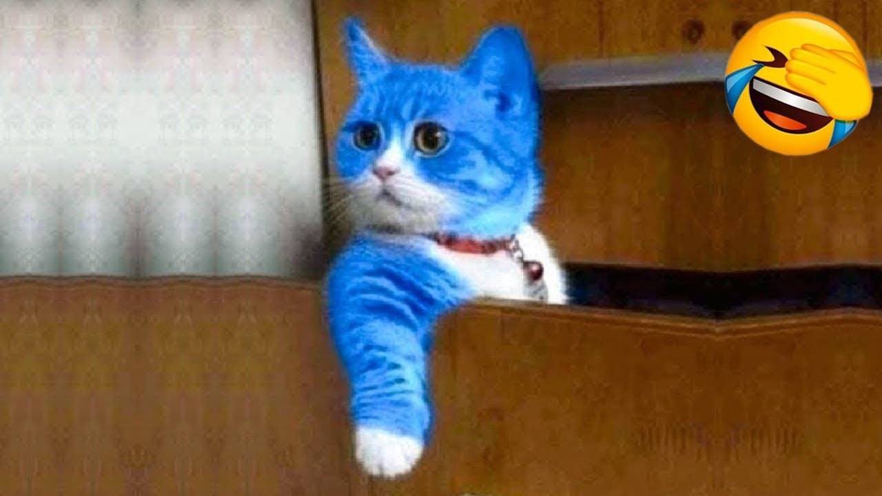 Самые смешные животные 😂 Приколы с котами и собаками 2025 😺🐶 Часть 9