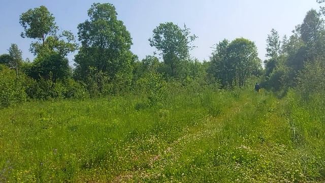 Лес Куприно. Ищем грибы после дождей.
