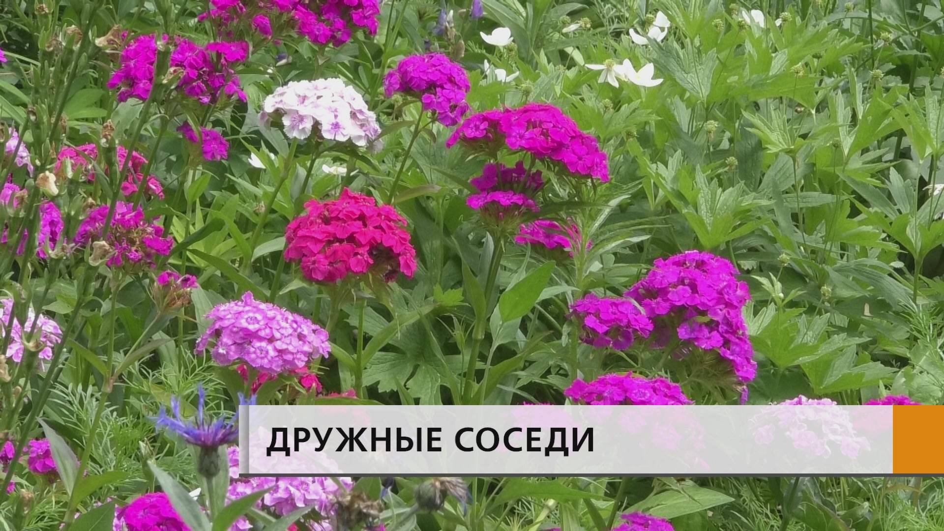 Замечательные соседки дома 48\11 настолько сдружились между собой, что и в гости ходят друг к другу