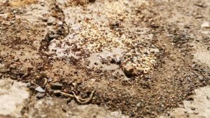 Муравьиные яйца | колония