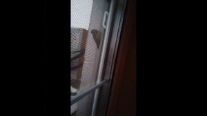 Анжелина наблюдает за птичкой