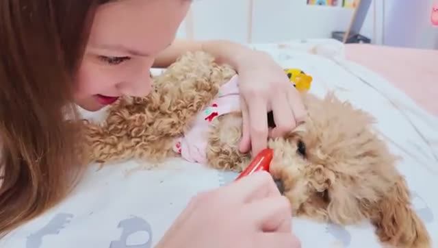 СТАЛА МАМОЙ в 13 ЛЕТ 🐶 Самое Милое Видео / Вики Шоу