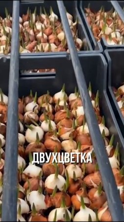 Сорт тюльпана Happy Generation
