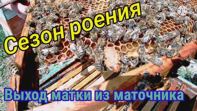 Сезон роения 2021г.! Выход матки из маточника