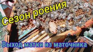 Сезон роения 2021г.! Выход матки из маточника