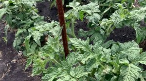 IMG_8592 Я томаты штамбовые сорта, не посынкую.