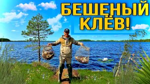 ПРИМАНКА НЕ УСПЕВАЕТ УПАСТЬ НА ДНО! БЕШЕННЫЙ КЛЁВ! РЫБАЛКА НА РАССВЕТЕ.