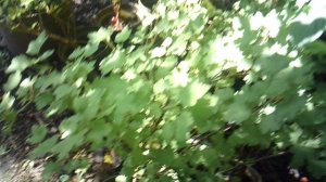 Обзор нашей смородины ЗКС