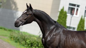 Бутафория, орловская кобыла 2024 г.р.