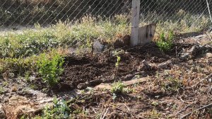 Засухоустойчивая клумба: пересадка растений в жару