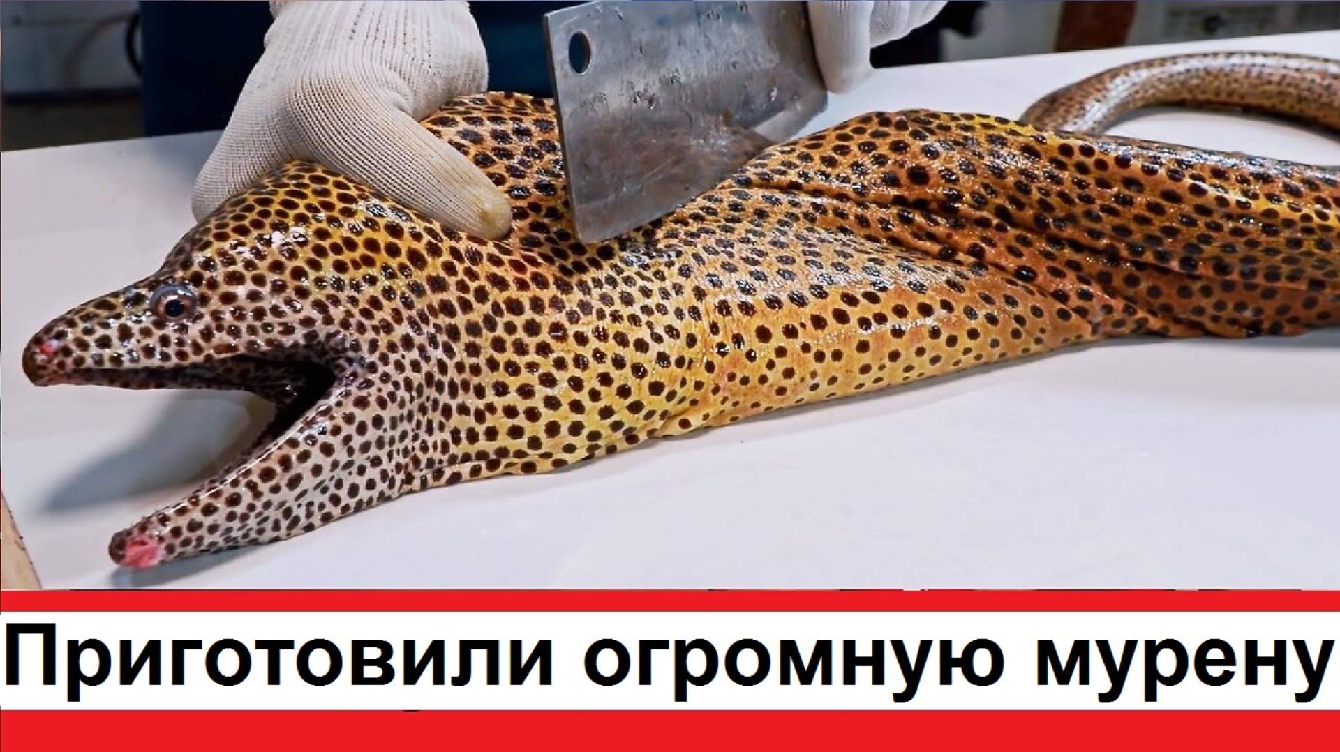 Приготовили на гриле огромную мурену