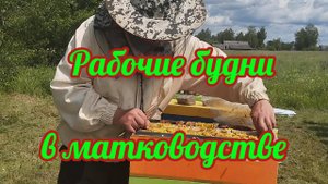 Обычная рутина матковода!!!! #пчеловодство, #матководство #пчелы