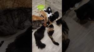 БЛАГОДАРЮ ❤️