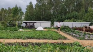 18.06.2025  перерыв в 10 дней, бесконечные дожди и ничего не сделали толком...
