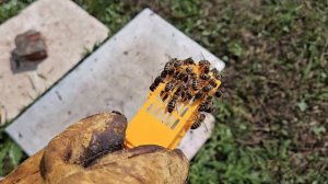 Получил пчёл по почте. Как это выглядит