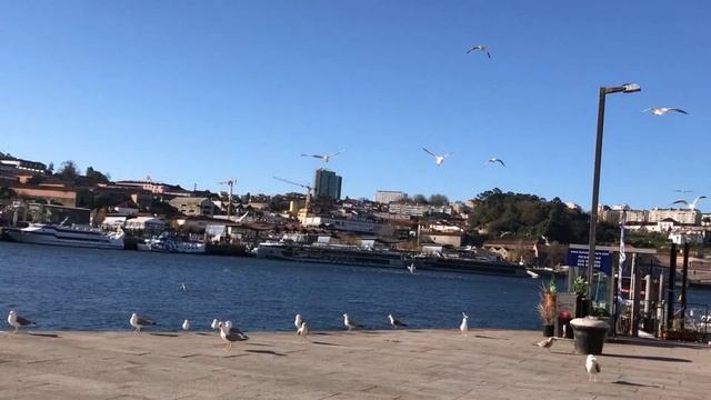 Чайки на набережной залива (2)
