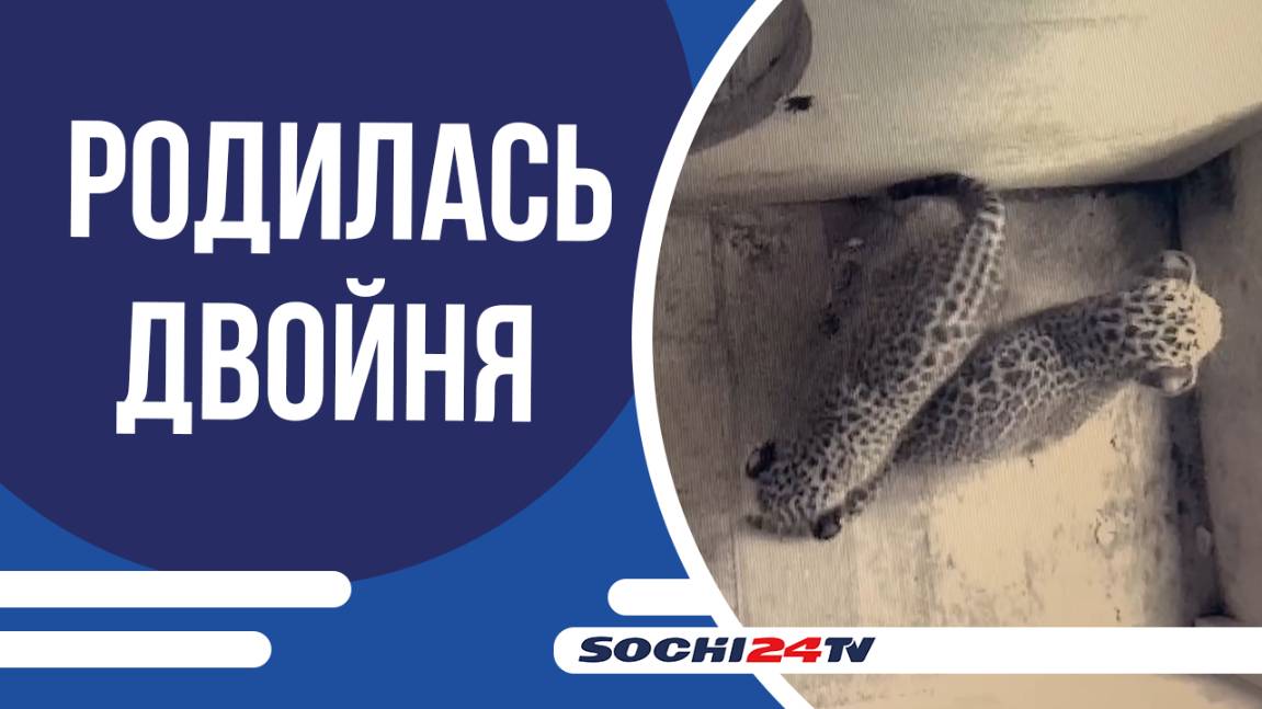 Детёнышам из центра восстановления леопардов на Кавказе исполнился месяц