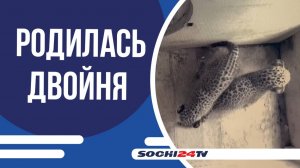 Детёнышам из центра восстановления леопардов на Кавказе исполнился месяц