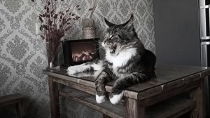 Отдых Кота