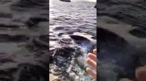 В Магадане рыбаки повстречали стаю дружелюбных касаток !!!
