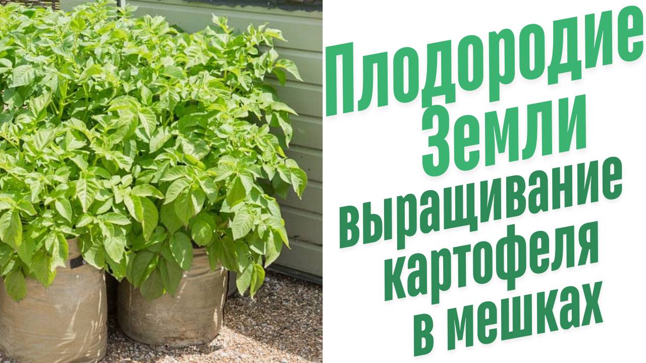 Выращивание картофеля в мешках.