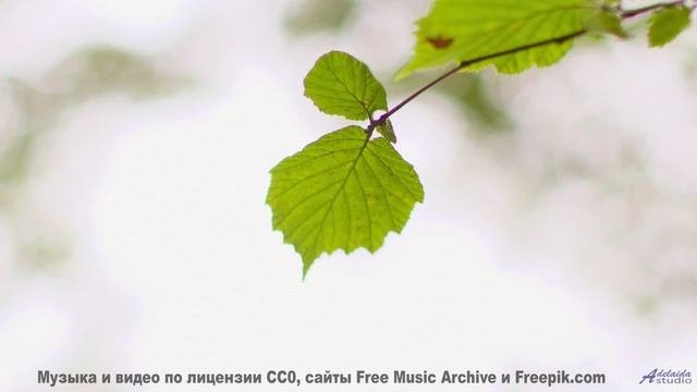 Природа оживает под эту сенсацию звука - Dont Forget To Live -- HoliznaCC0 -- Left Overs