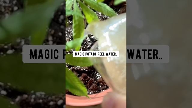 So many potato peels wasted in the world!   Make magic potato water next time! creative explained