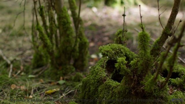 Этот трек перевернёт представление о природе - Living With A Monster Master -- Taylor Poe -- Safe Be