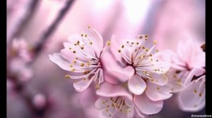 Цветущая сакура: Бесконечное спокойствие ✨