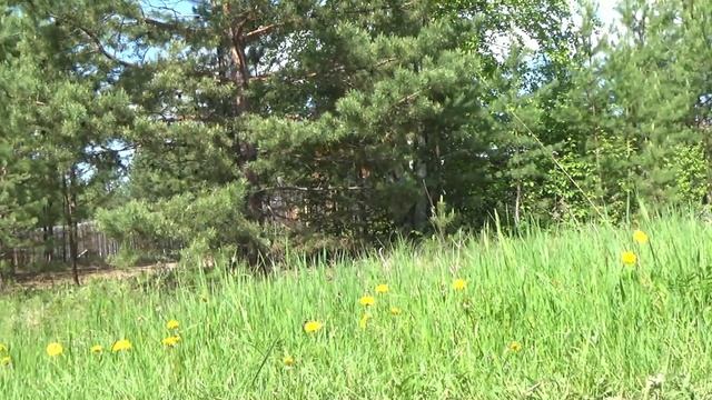 Сбор сосновой пыльцы с внуками.