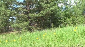 Сбор сосновой пыльцы с внуками.