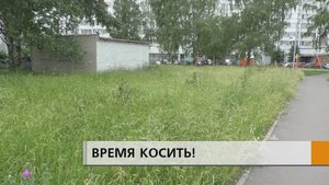 Молодые елочки потерялись в густых зарослях, там же среди бурьяна резвятся дети