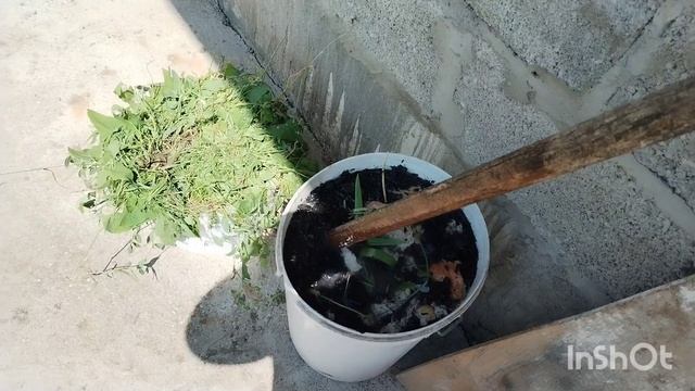 Удобрение для растений из подручных средств.  Утят продала, цыплята  лупяться.  Погода как на севере