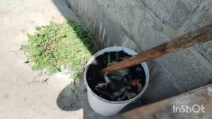 Удобрение для растений из подручных средств.  Утят продала, цыплята  лупяться.  Погода как на севере
