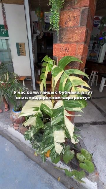 Сравните, как растут ваши комнатные растения и их братья в придорожном кафе в естественной сред